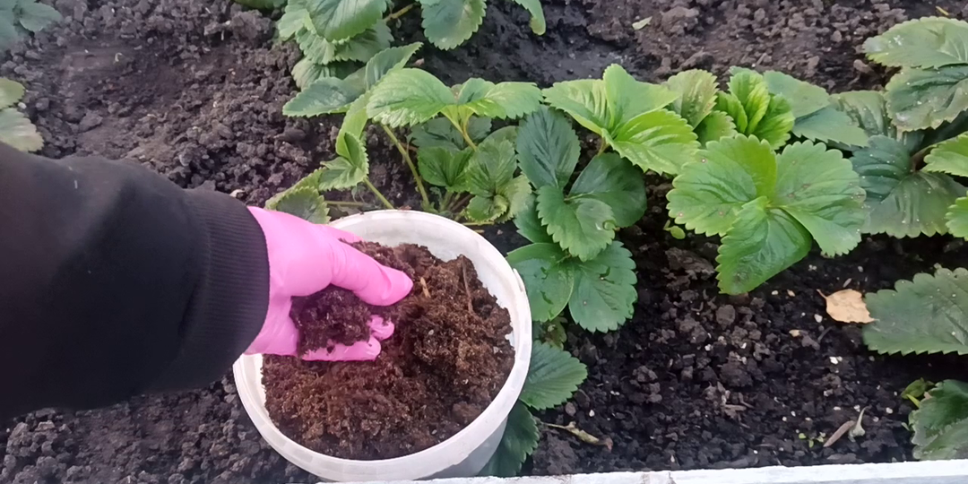 Подкормка клубники осенью: рекомендации по выбору минеральных удобрений и их применению