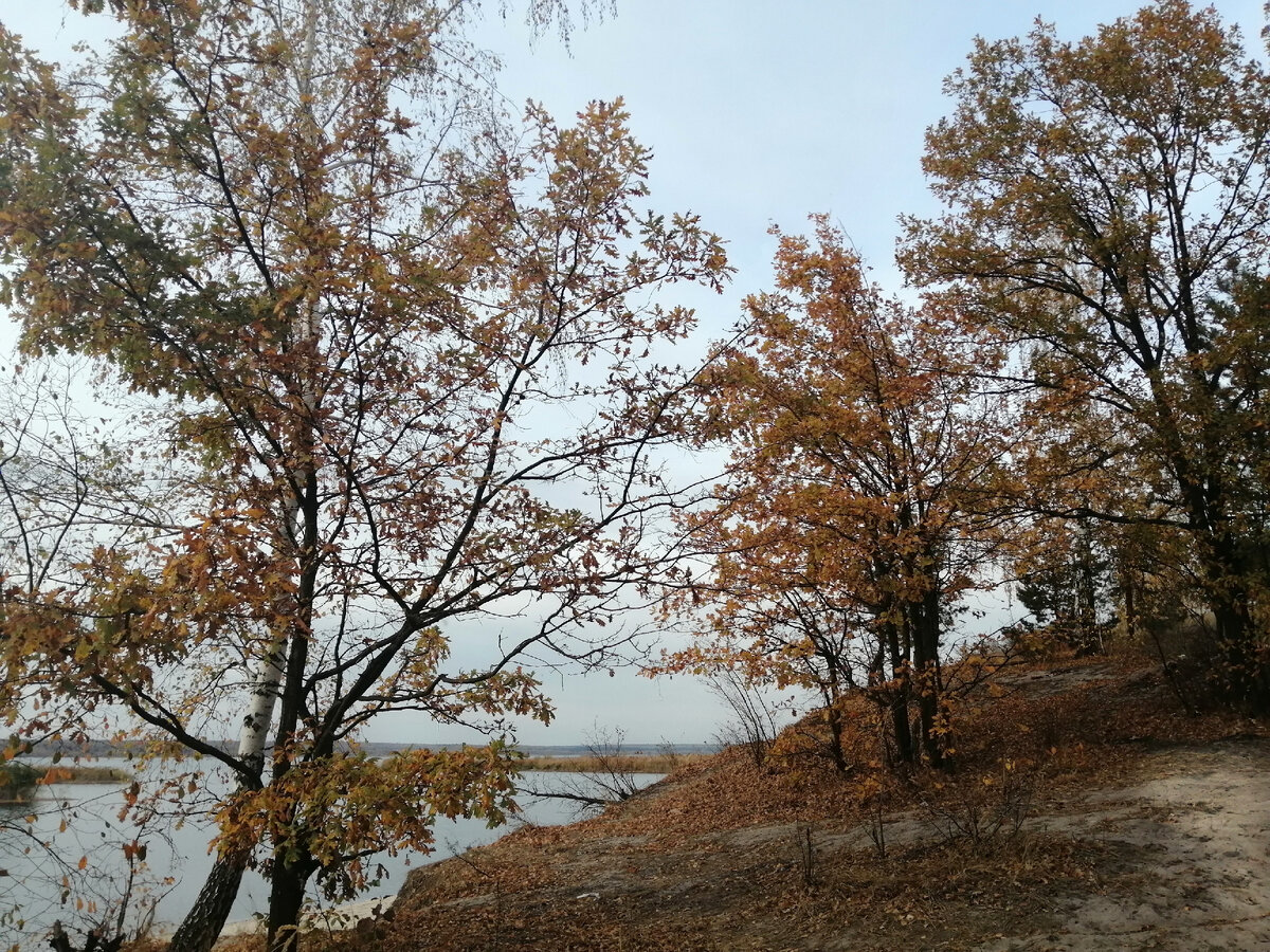 Осенний прибрежный лес