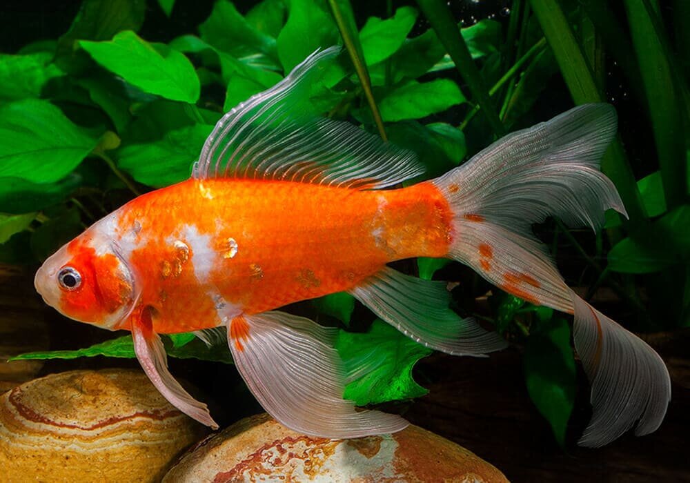 Золотая рыбка 3 1. Комета рыбка аквариумная. Золотые аквариумные рыбки Комета. Рыбка Комета вуалевая. Золотая рыбка Комета красная.