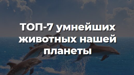 ТОП-7 умнейших животных нашей планеты