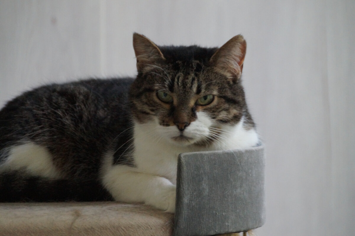 наша Царевна-Несмеяна Синса