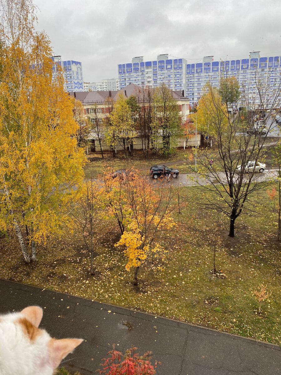 Котэ не одобряет