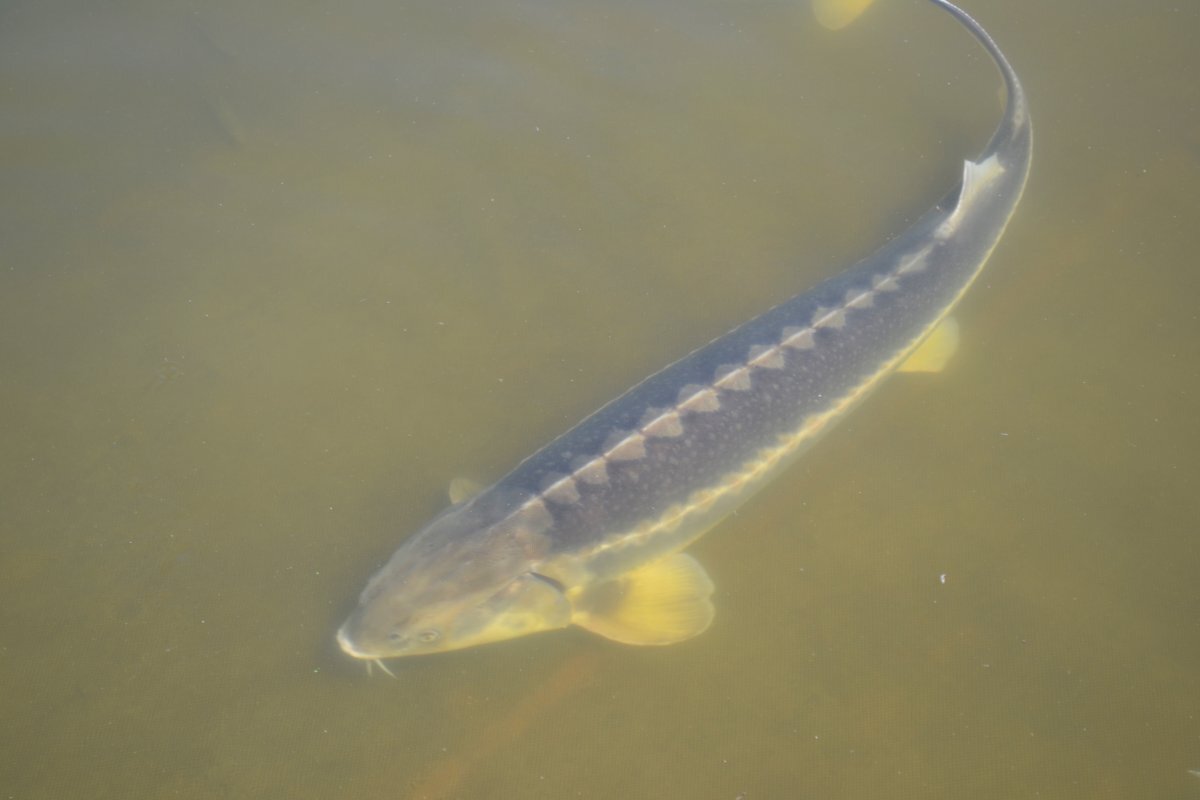    В Астрахани трое мужчин попались с тремя осетрами и одной севрюгой