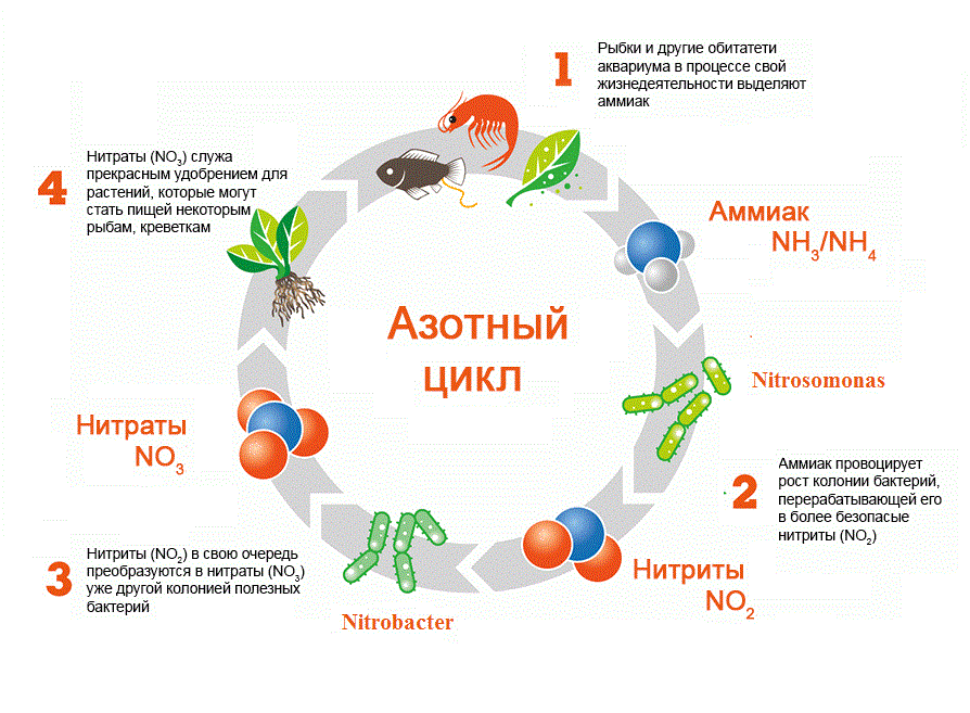 Понизить нитриты. Азотный цикл схема. Цикл в аквариуме нитритов и нитратов. Азотный цикл в аквариуме. Азотный цикл нитриты.