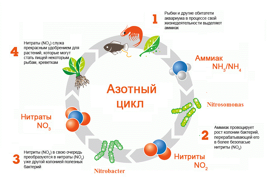 Нитраты в аквариуме: описание причины,борьба,фото,видео. | АКВАРИУМНЫЕ РЫБКИ