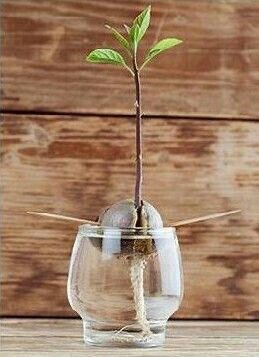 Проращивание корней и стебля