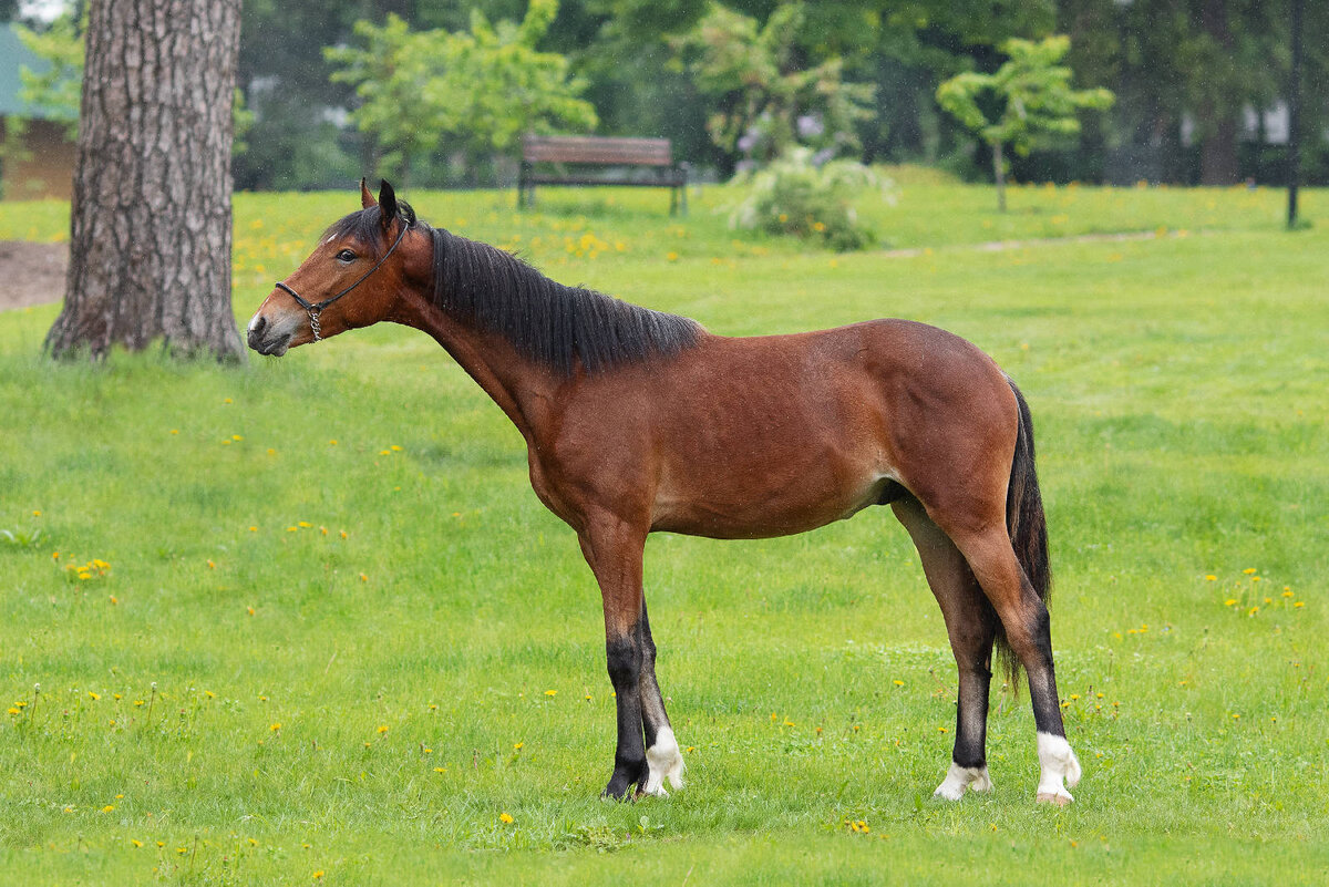 Гнедой Бремен (Махараджа – Банкетка), р. 01.02.2022 г.. Линия Пролива, Семейство Кадетки гнездо Камчатки. Продан за 600 000 рублей.
