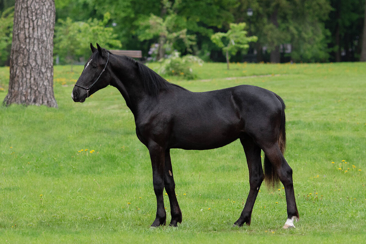Вороной Кворум (Махараджа – Капитолия), р. 07.02.2022 г.. Линия Пролива, семейство Кадетки, гнездо Камчатки. Продан за 840 000 рублей. 
