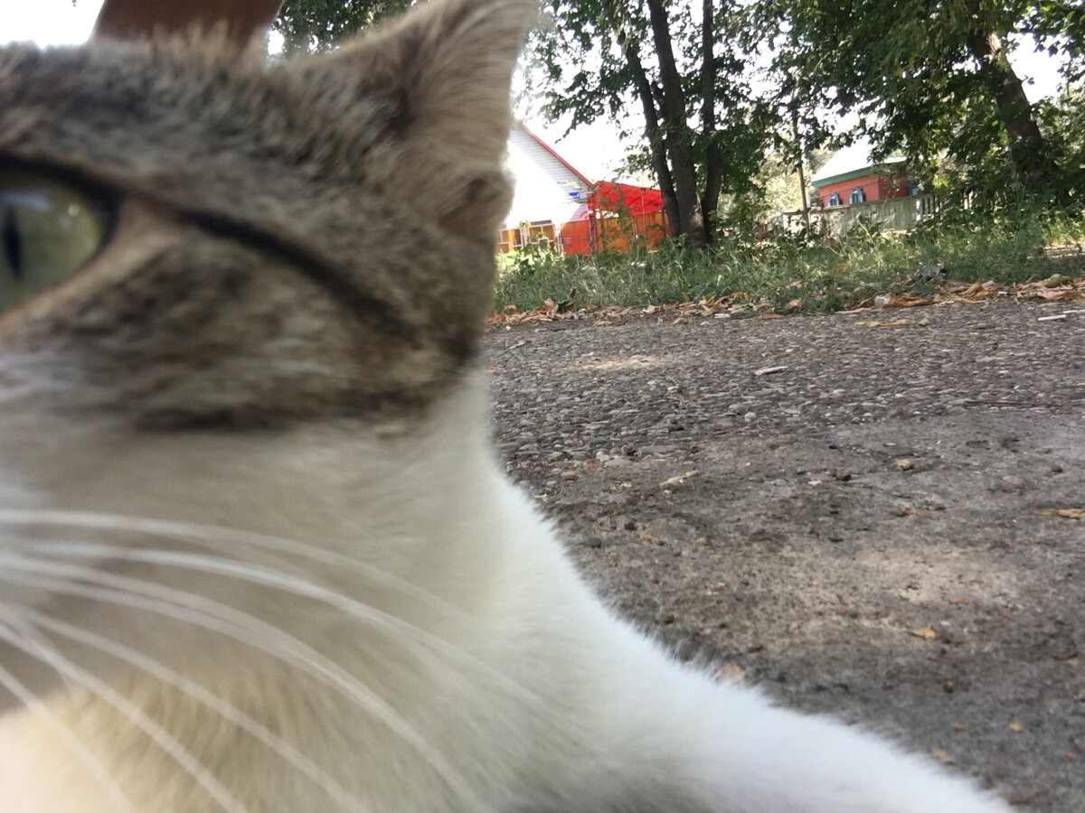 Кто ещё не знал что произходит в ноябре для тех расскажу .У одного известного музыканта под названием FACE есть песня «лиза». Лиза это девочка в которую фейс был безответно влюблён в 4 классе . А песня вышла 9 апреля 2017 года.