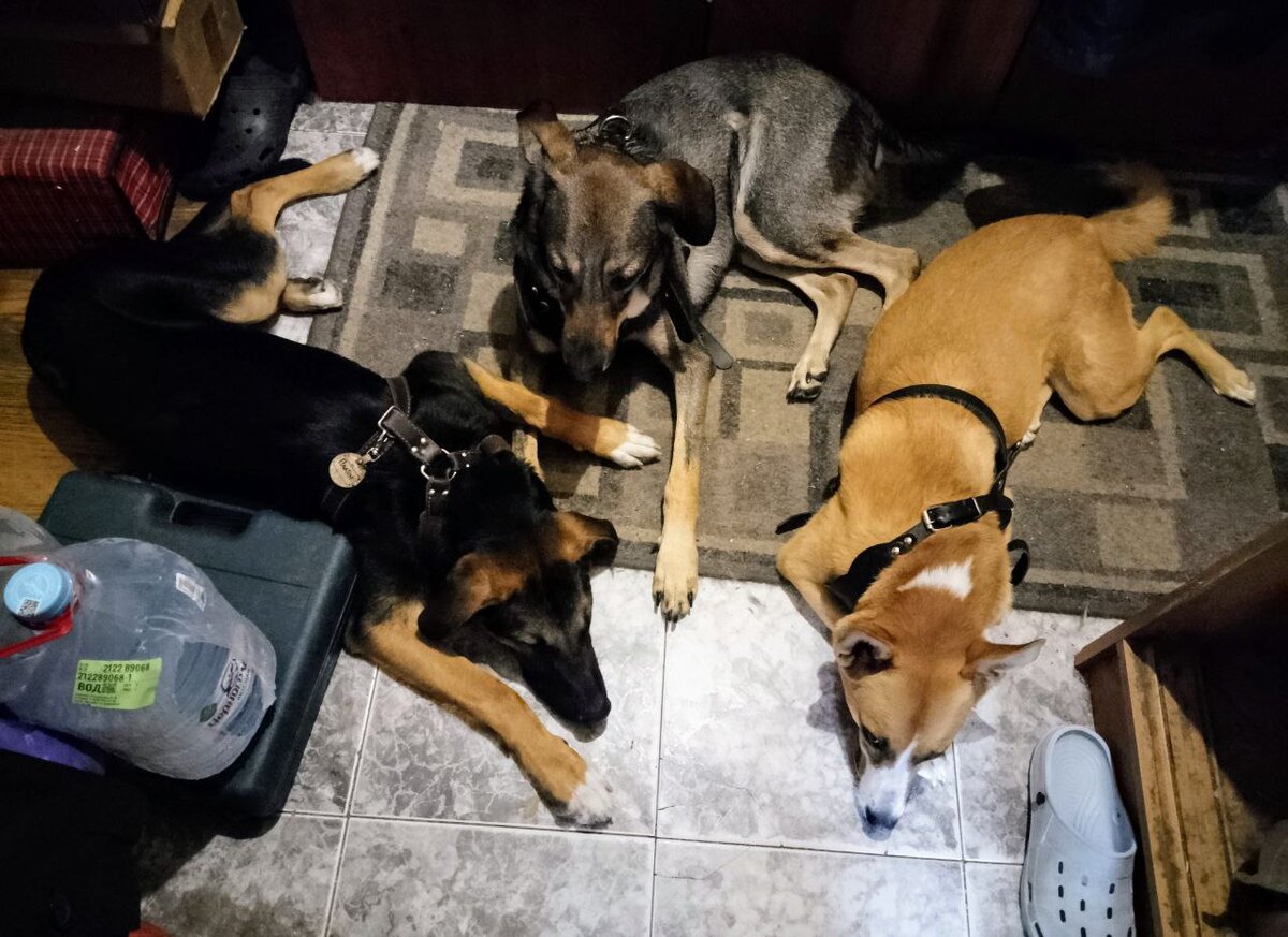 Платон, Тося и Алиса размышляют, не надо ли принарядиться к зиме