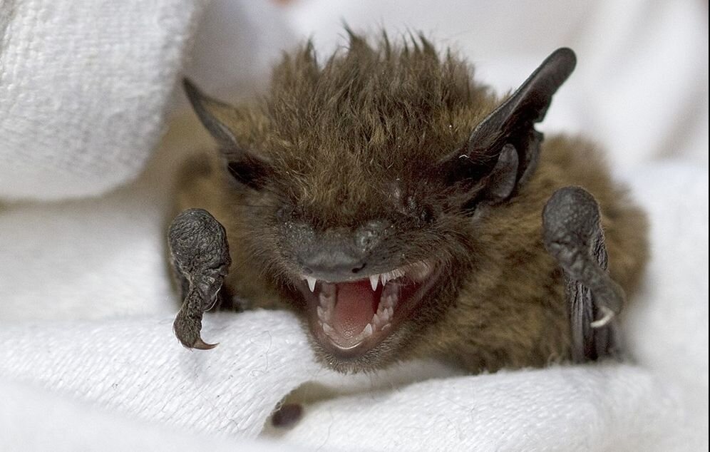 фото с сайта idnes.cz - вот такая мышка мне улыбнулась, только глазки-бусинки были открыты. Страшненькая, но вполне себе симпатичная:)