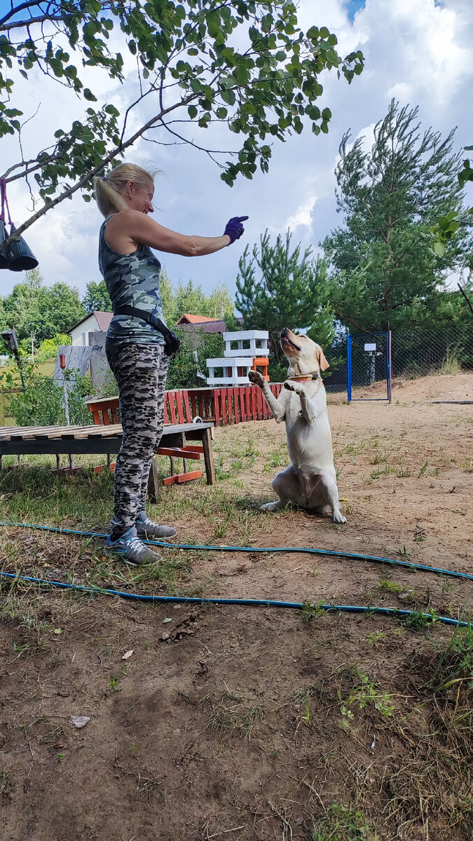 Собака ставит лапы на человека