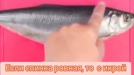 Как определить что у рыбы много икры ? 🐟