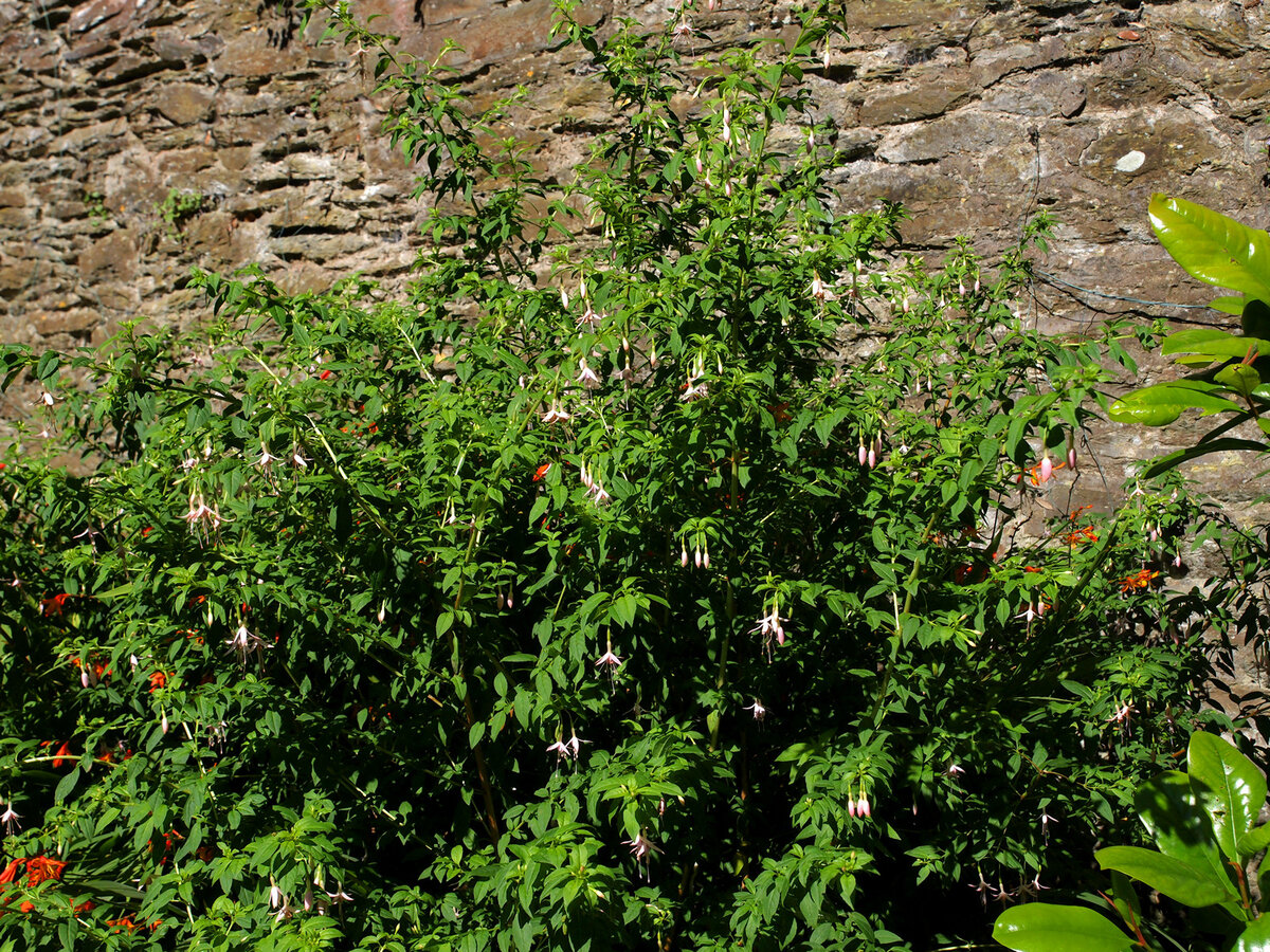 Fuchsia magellanica var molinae. Фото Burncoose Nurseries