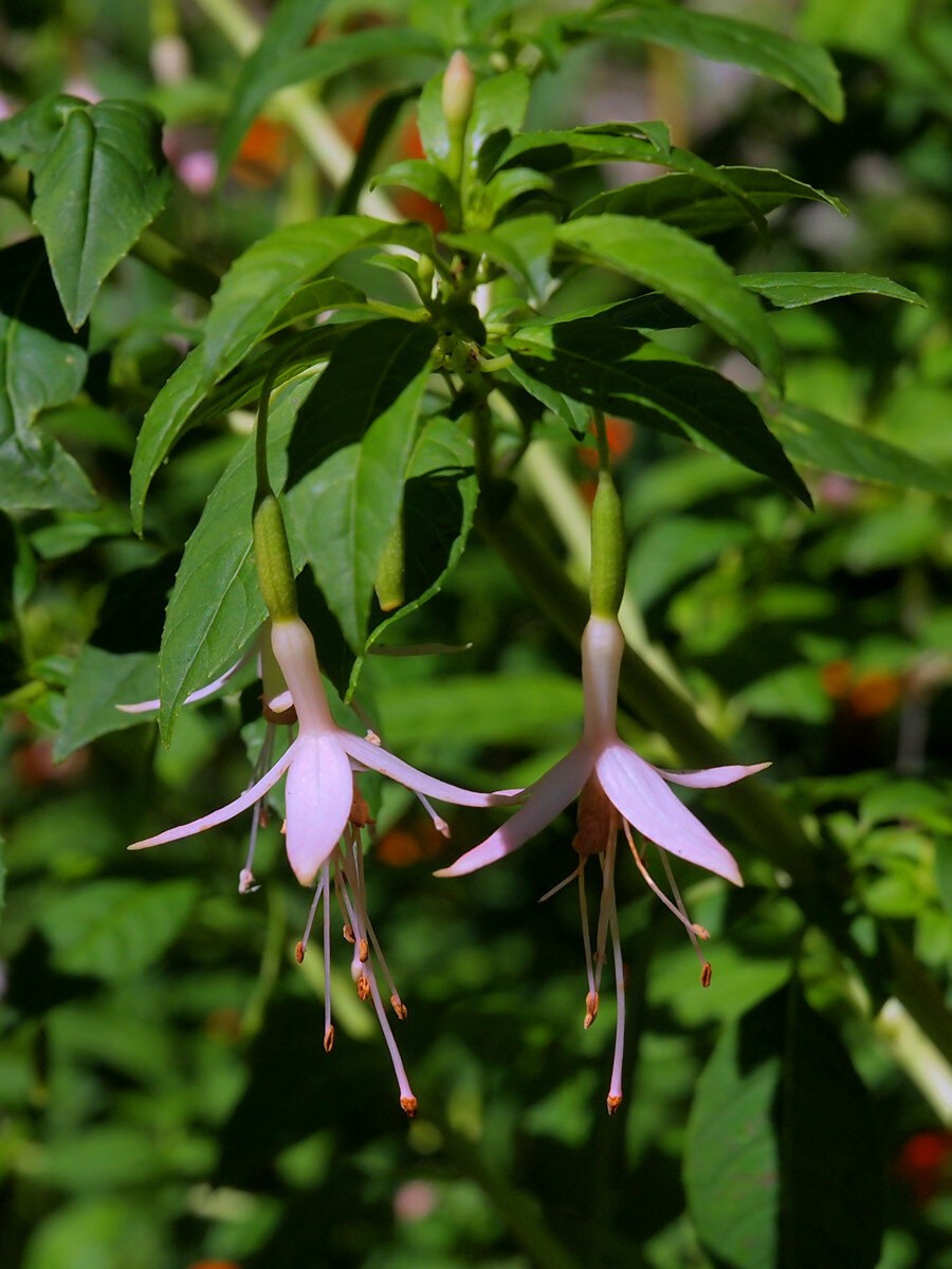 Fuchsia magellanica var molinae. Фото Burncoose Nurseries