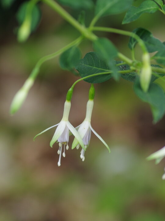 Фото The Beth Chatto Gardens LTD