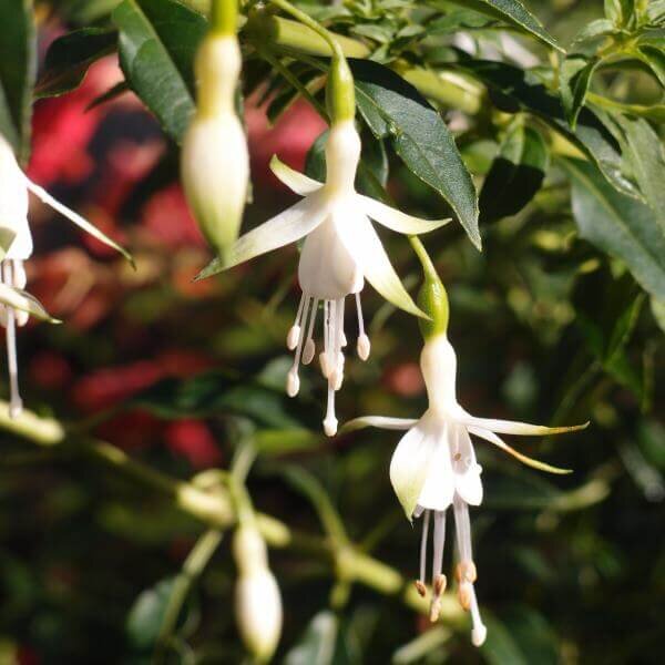 Фото Paddock Plants 
