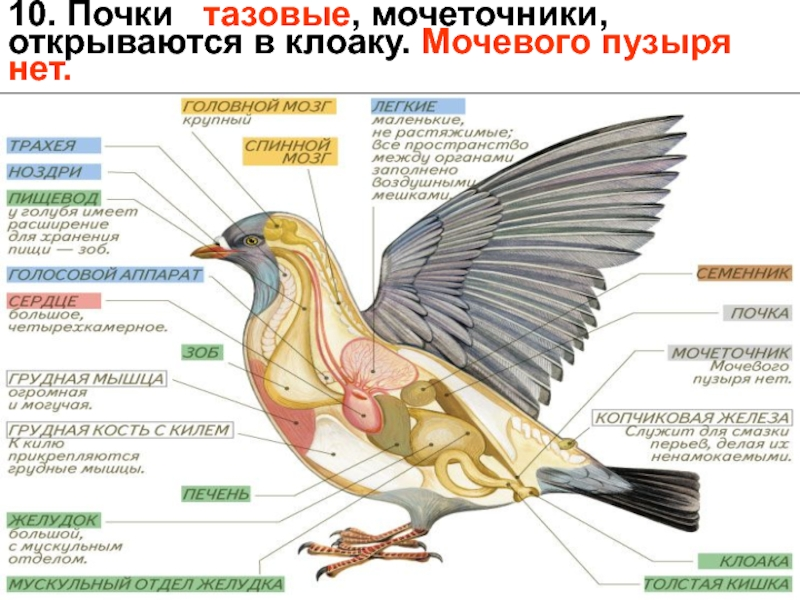 Для какого млекопитающего характерно наличие клоаки