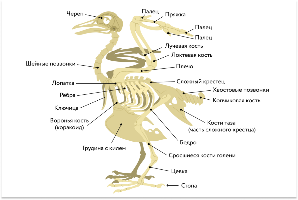 В позвоночнике птиц тест. Строение скелета курицы. Скелет птицы. Строение курицы.