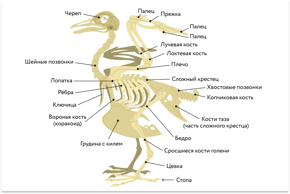 Отделы позвоночника млекопитающих 7. Строение скелета курицы. Скелет птицы. Строение курицы.