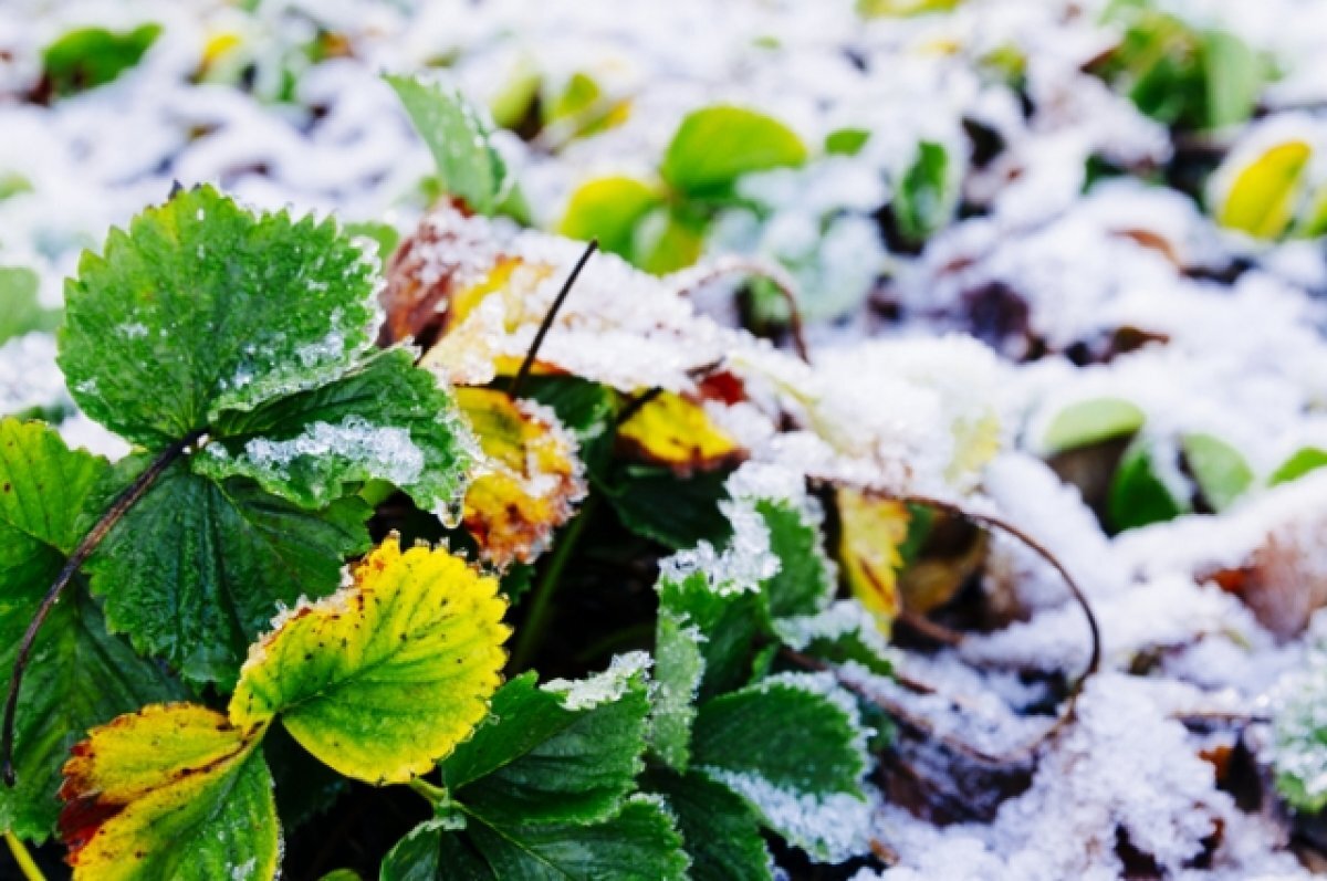    Снежком укутывай.