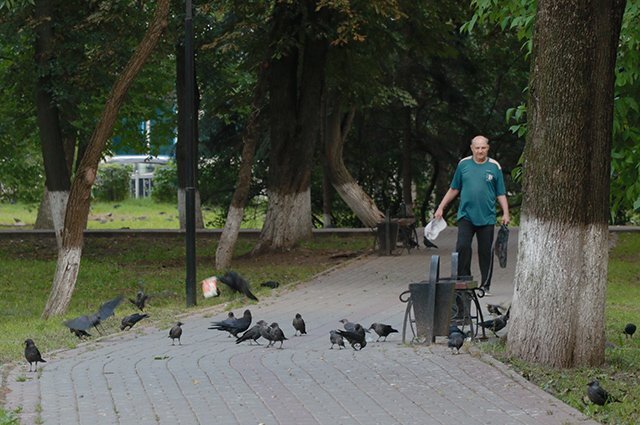    Почему все больше птиц появляется в Красноярске?