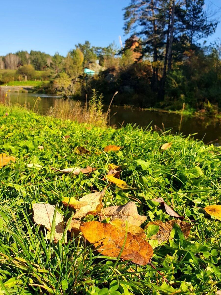 Яндекс фото