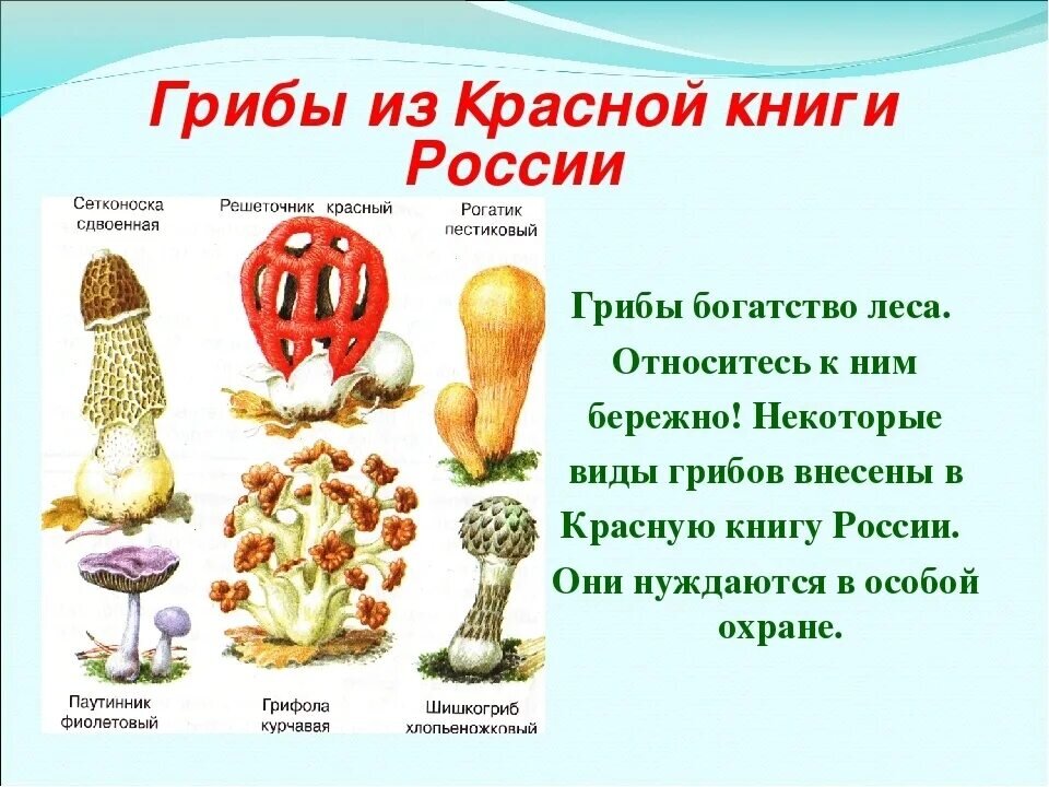 Проект окружающий мир 3 класс грибы