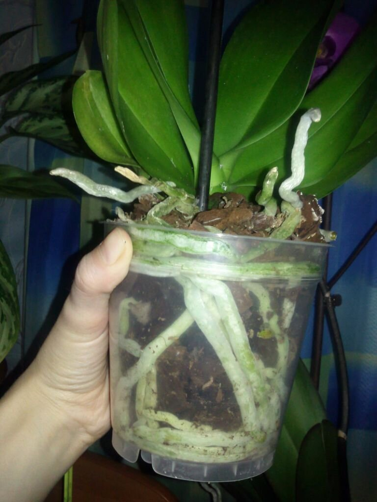 Живые корни орхидеи. Орхидея фаленопсис корни. Здоровые корни орхидеи фаленопсис. Белые корни у орхидеи фаленопсис. Серебристые корни орхидеи фаленопсис.