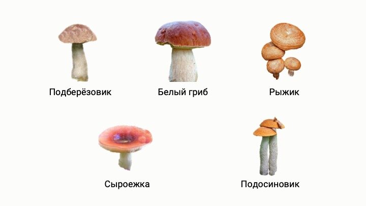 Блок 1 Задание 1: Олег приехал в гости к бабушке и в ближайшем лесу нашёл и сфотографировал интересный гриб‑трутовик, похожий на печень.  Какой учёный поможет узнать его название по фотографии?-10