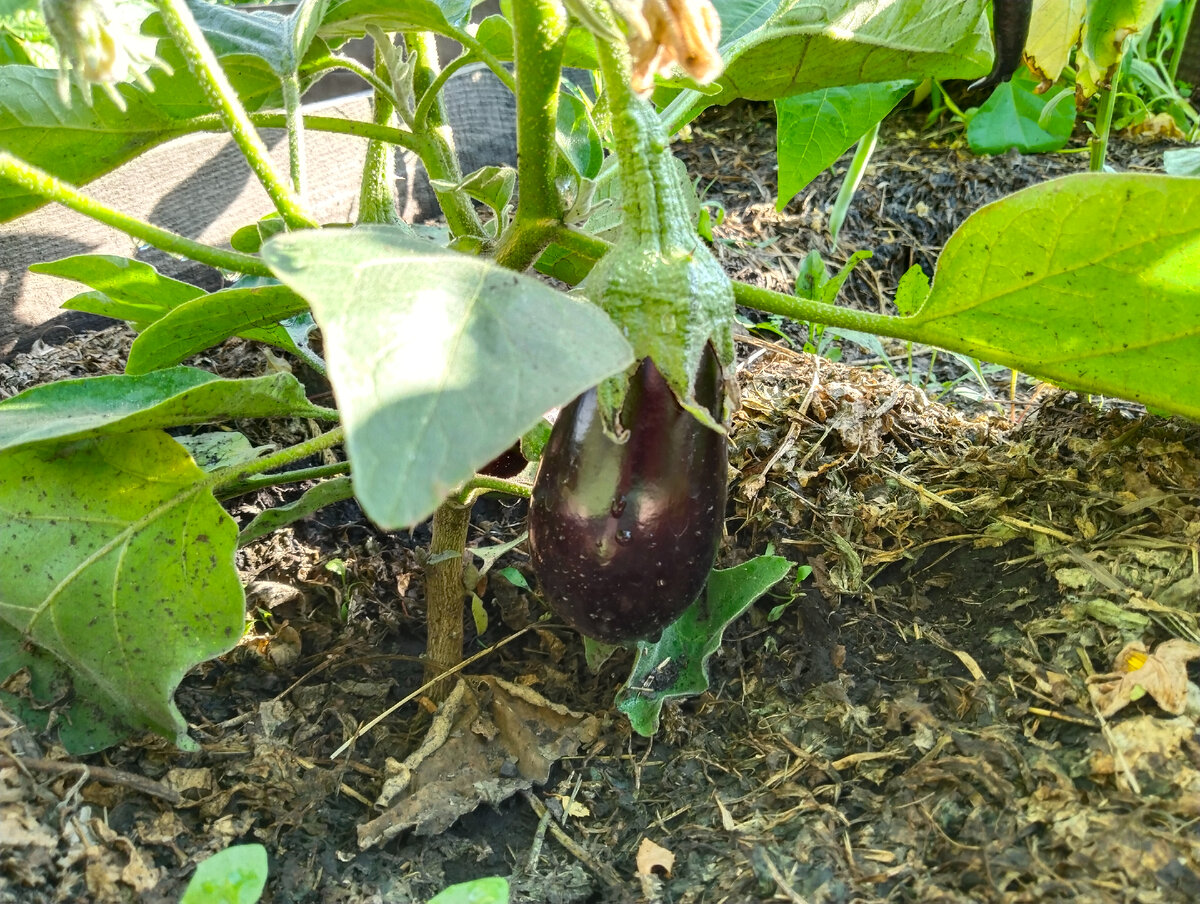 30 июля 2023, баклажан Жизель