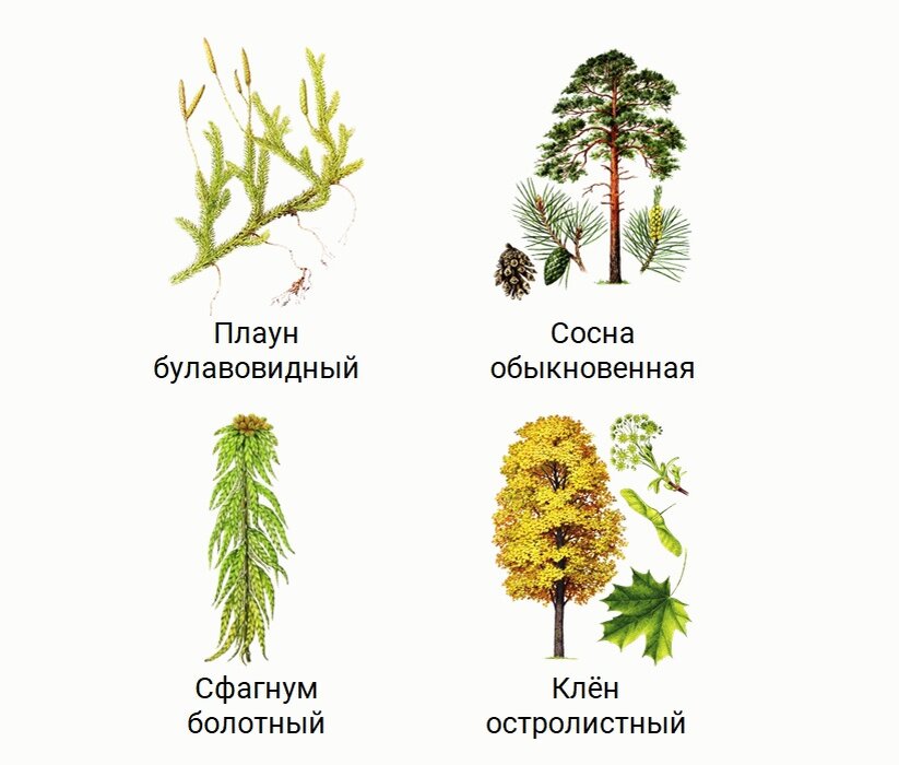 Скачать все ответы и задания для 7 класса Блок 1 Задание 1:
Какая биологическая наука изучает строение хлоропластов листа герани и процесс экзоцитоза у амёбы обыкновенной?-5