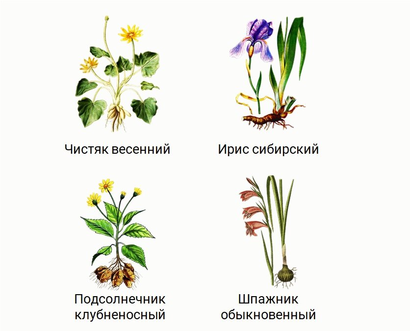 Скачать все ответы и задания для 7 класса Блок 1 Задание 1: Какая биологическая наука изучает строение хлоропластов листа герани и процесс экзоцитоза у амёбы обыкновенной?-3