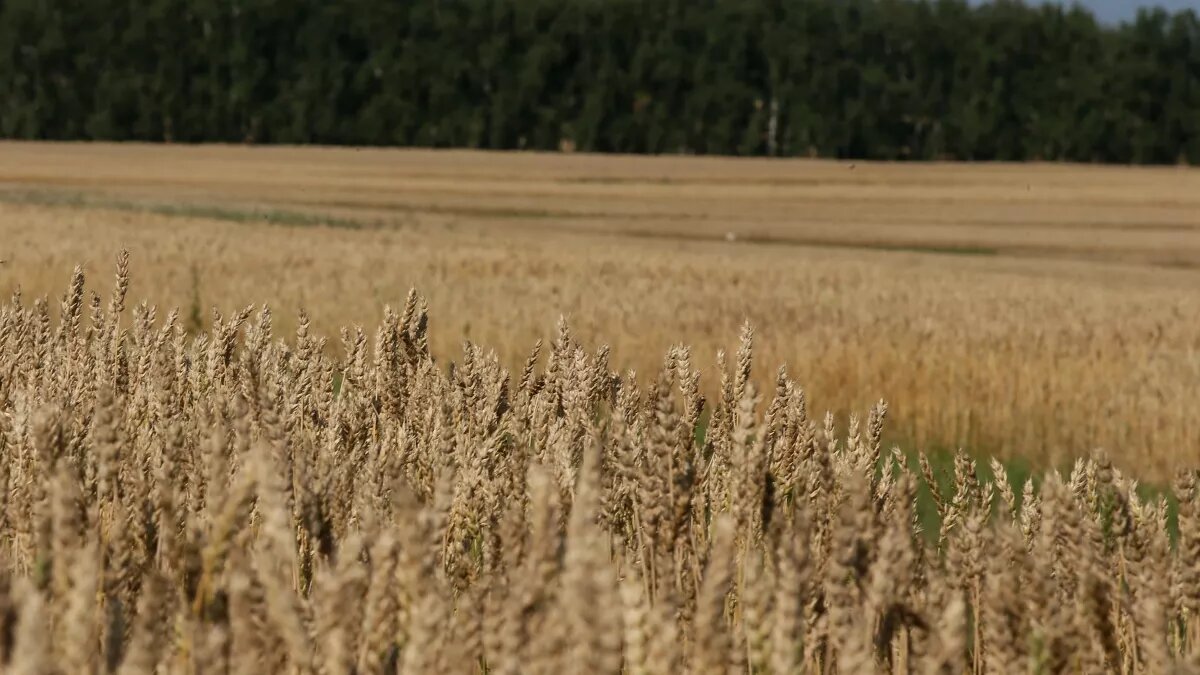 Поля, сельское хозяйство 
Фото: Антон Федотов