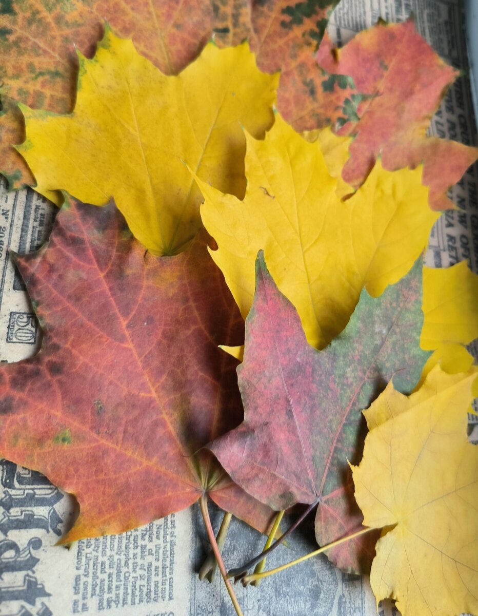 Листья были набраны, чтобы подоль ше любоваться, засушив их дома в книге