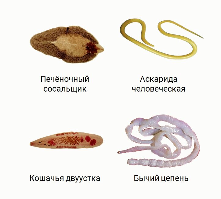 Скачать все ответы и задания для 8 класса Блок 1 Задание 1: Известны полезные свойства мочалки из липы. Какая часть растения используется для её изготовления?-7