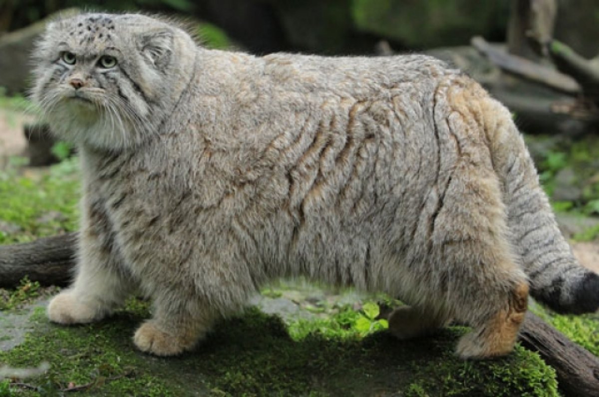    Зоопарк Новосибирска не станет требовать компенсацию за смерть манула Баюна