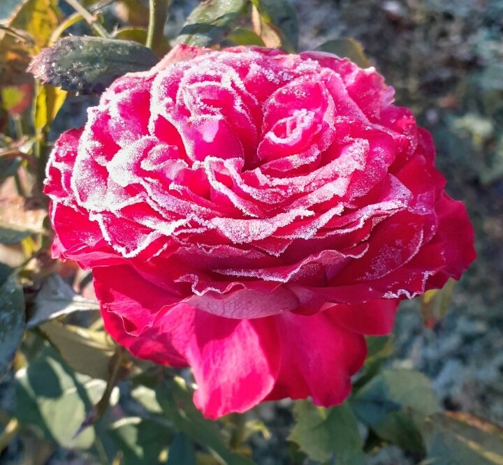 Роза на морозе 😊