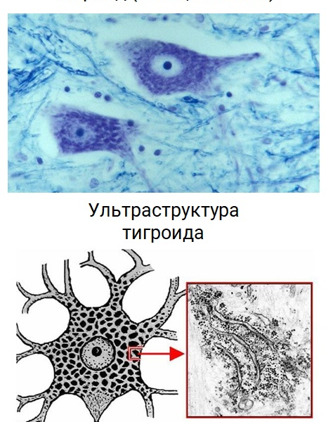 Блок 1 Скачать все ответы и задания для 9 класса Задание 1: На изображении представлена модель вируса иммунодефицита человека.-17