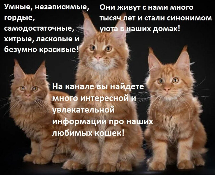 Смешные Коты