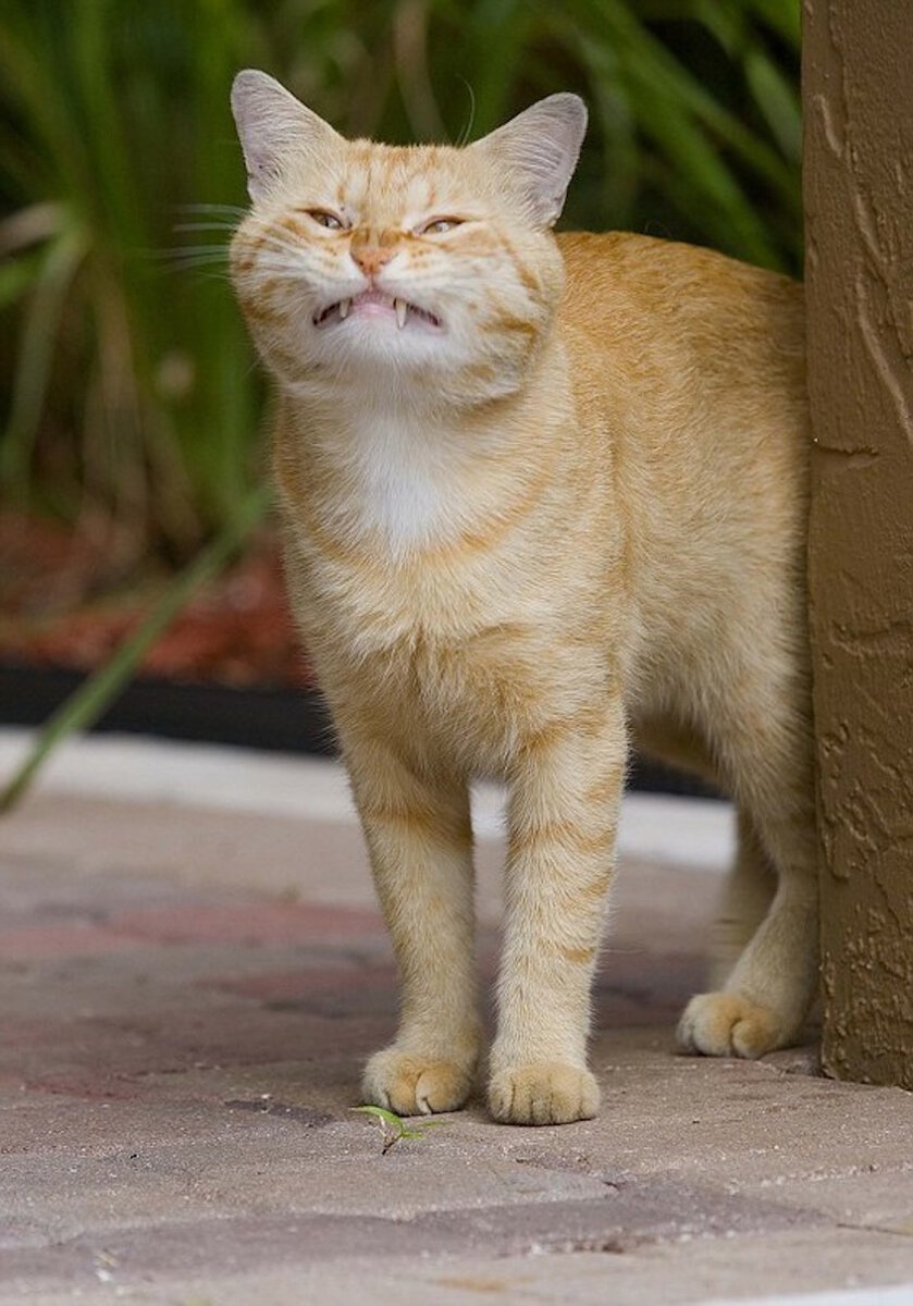 Смешные котов на аву ( фото) - фото - картинки и рисунки: скачать бесплатно