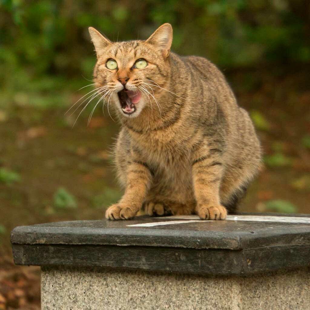 Кошки бывают забавные, смешные, с ними жить в одном доме весело и не скучно. Веселые и позитивные фото кошек это только доказывают.-9