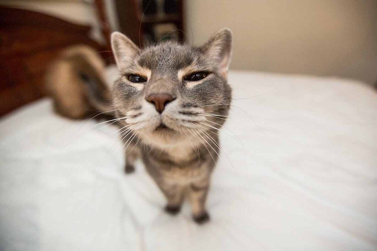 Кот щурится
