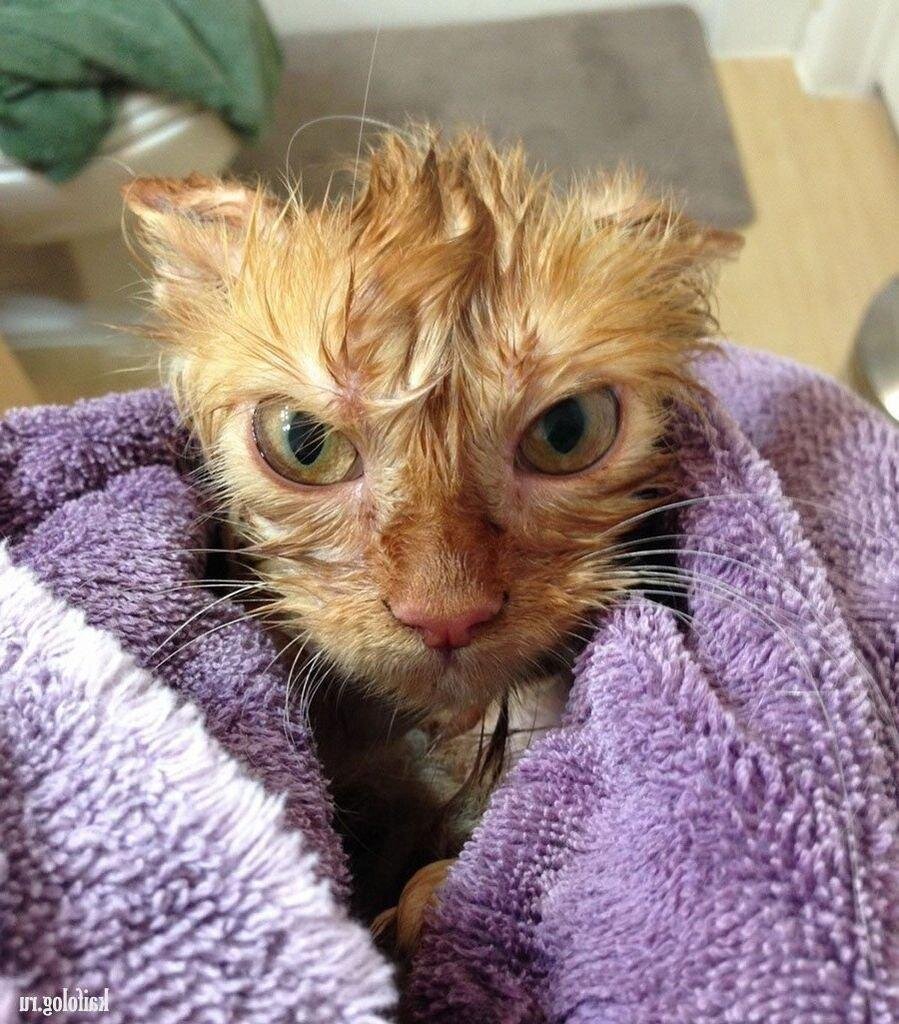 Кошки бывают забавные, смешные, с ними жить в одном доме весело и не скучно. Веселые и позитивные фото кошек это только доказывают.-27