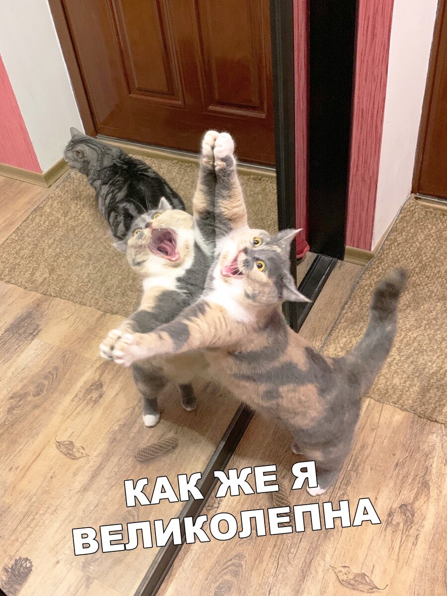 Кошки бывают забавные, смешные, с ними жить в одном доме весело и не скучно. Веселые и позитивные фото кошек это только доказывают.-50