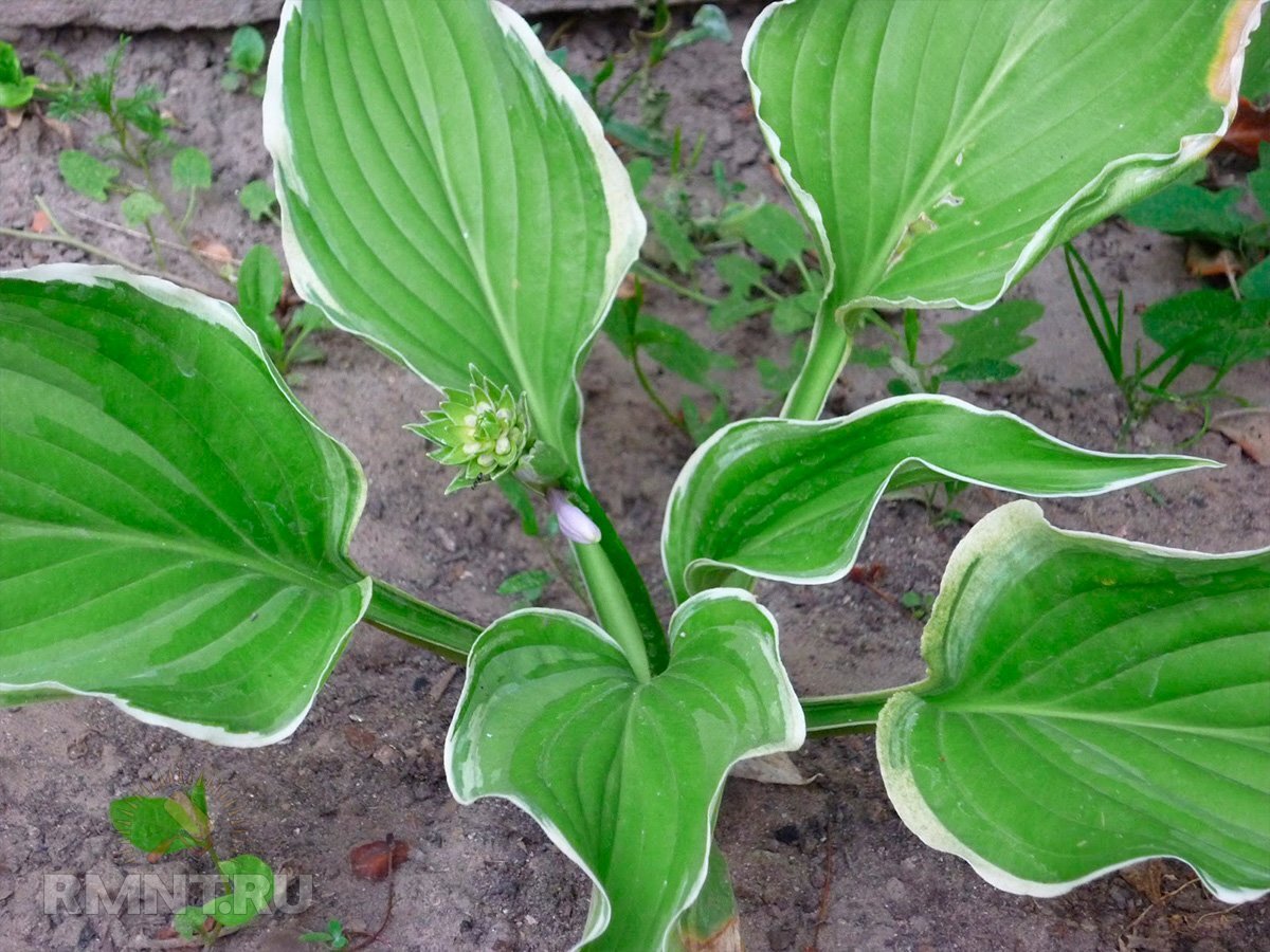   Фото ogosad.blogspot.com