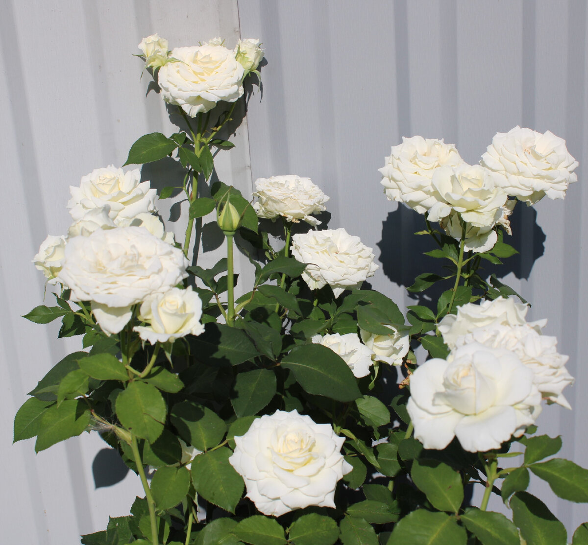 фото автора 2022 г.