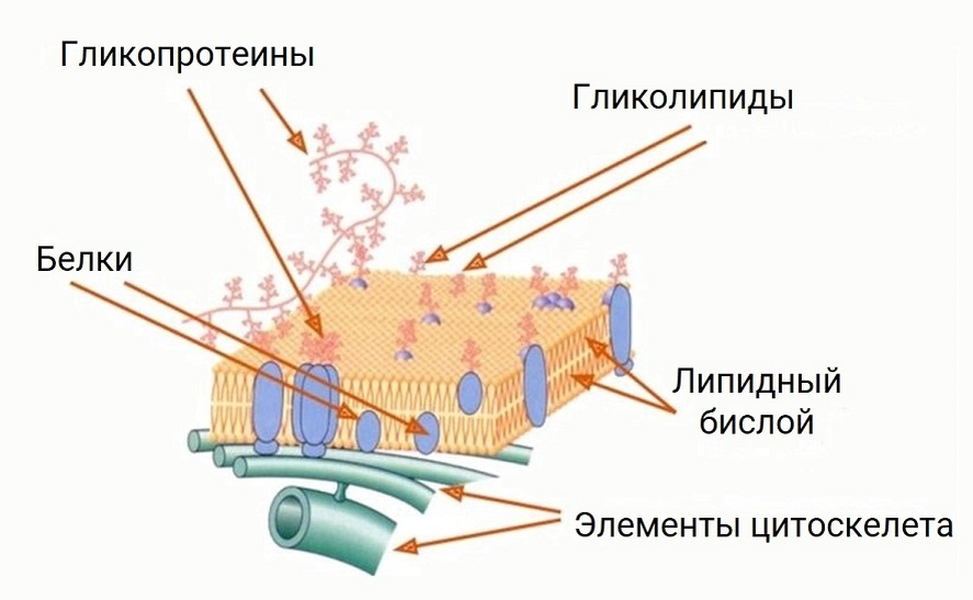 Скачать все ответы и задания для 11 класса 1. Медицинское обследование тела человека не может обойтись без использования специальных диагностических приборов.-11