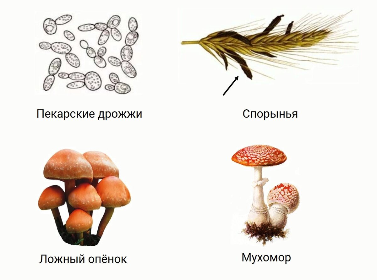 Скачать все ответы и задания для 11 класса 1. Медицинское обследование тела человека не может обойтись без использования специальных диагностических приборов.-20