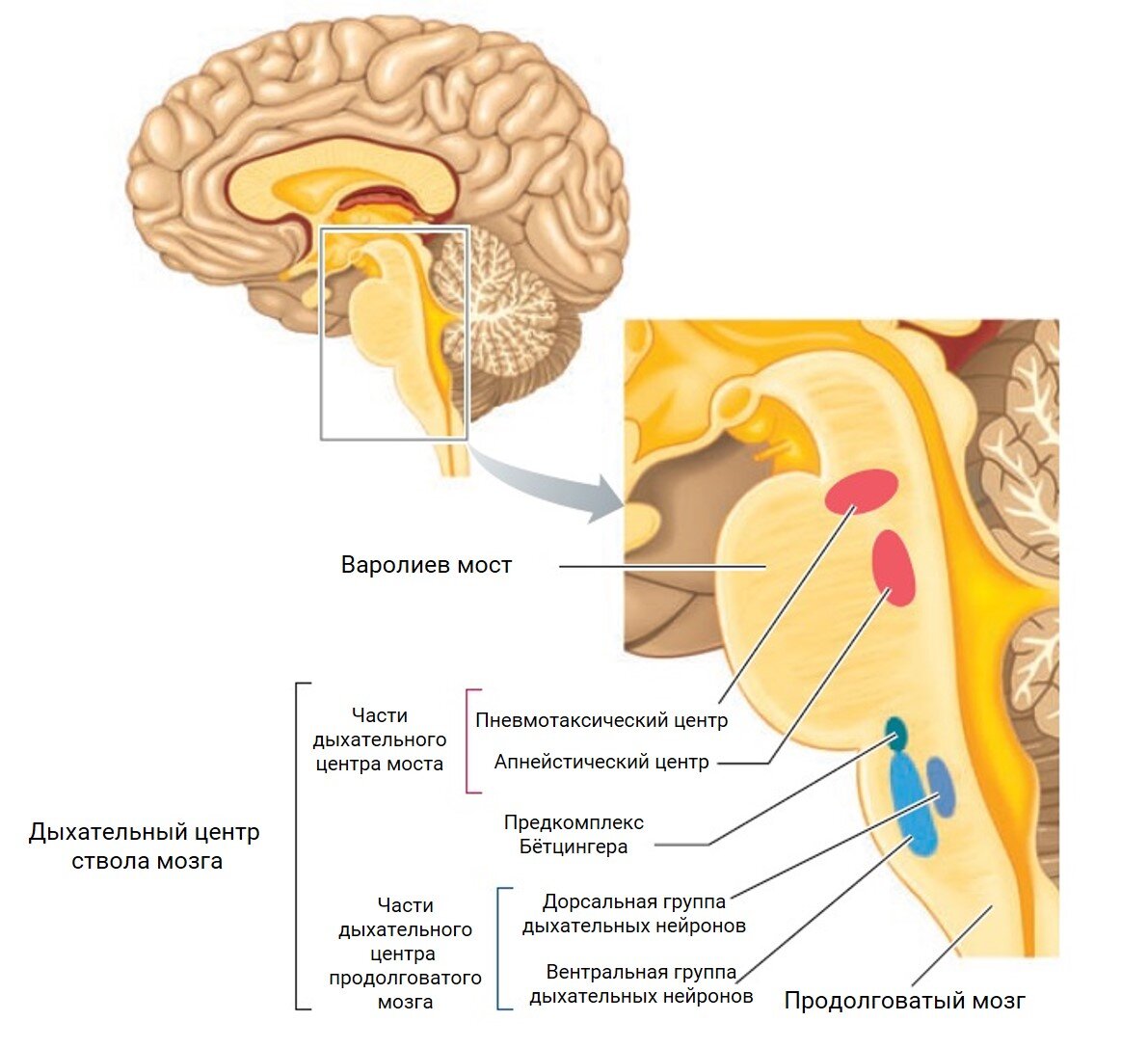 Дыхательный центр продолговатого мозга. Дыхател ный центр продолговатого мозга. Продолговатый мозг центр дыхания. Дыхательный центр расположен в продолговатом мозге. Дыхательный и сосудодвигательный центры расположены в.